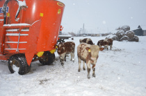 О зимовке скота в Майминском районе
