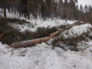 Полицейские Майминского района  задержали подозреваемого в незаконной рубке