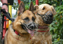 С 1 января запрещается выгул потенциально опасной собаки без намордника и поводка