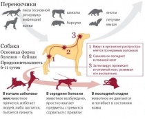 Заболевания бешенством животных 