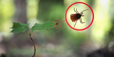 Осторожно, клещи!