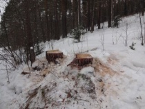 Полицейские Майминского района  задержали подозреваемого в незаконной рубке