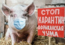 В Монголии зафиксирована вспышка Африканской чумы свиней