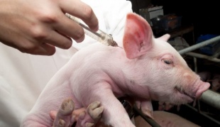 Методы борьбы с классической чумой свиней (CSF):