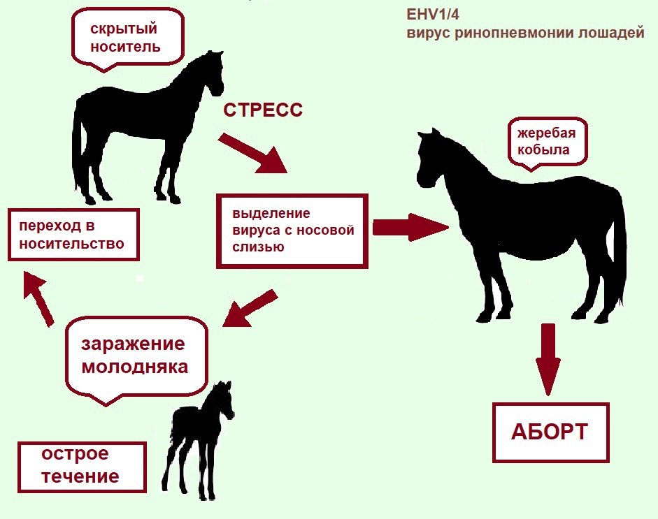 Ринопневмония лошадей.jpg